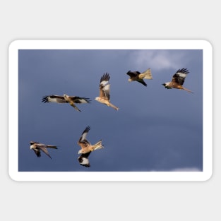 Red Kites Sticker